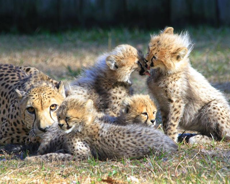 Illustration for article titled Cheetah Doubles as Mom/Jungle Gym